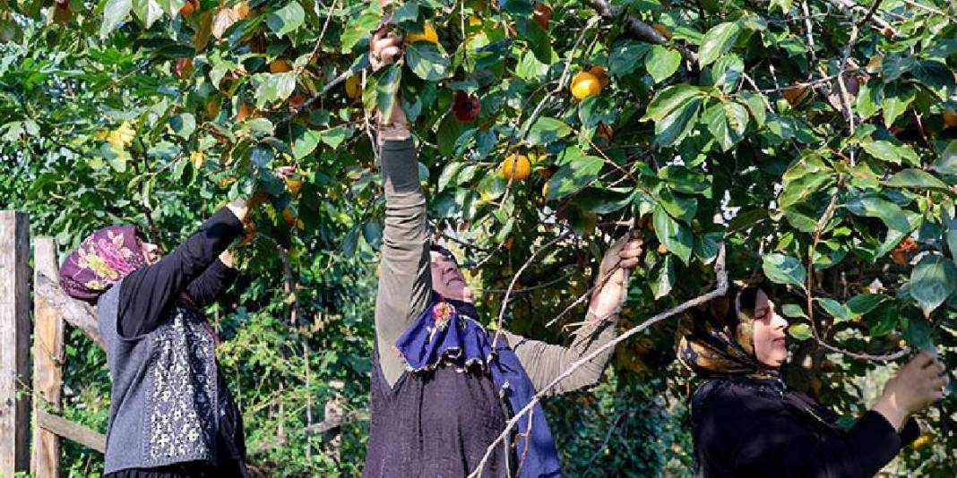 Mahallenin kadınları bahçede yetiştiriyor, olgunlaşmadan kurutuyor! Kilosunu 600 TL’den satıp eve katkı sağlıyorlar 2